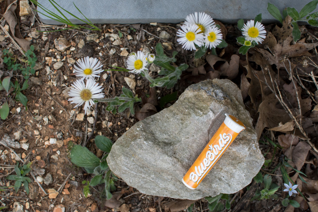orange-bluebirds-daisy-deeprootsharvest.jpg
