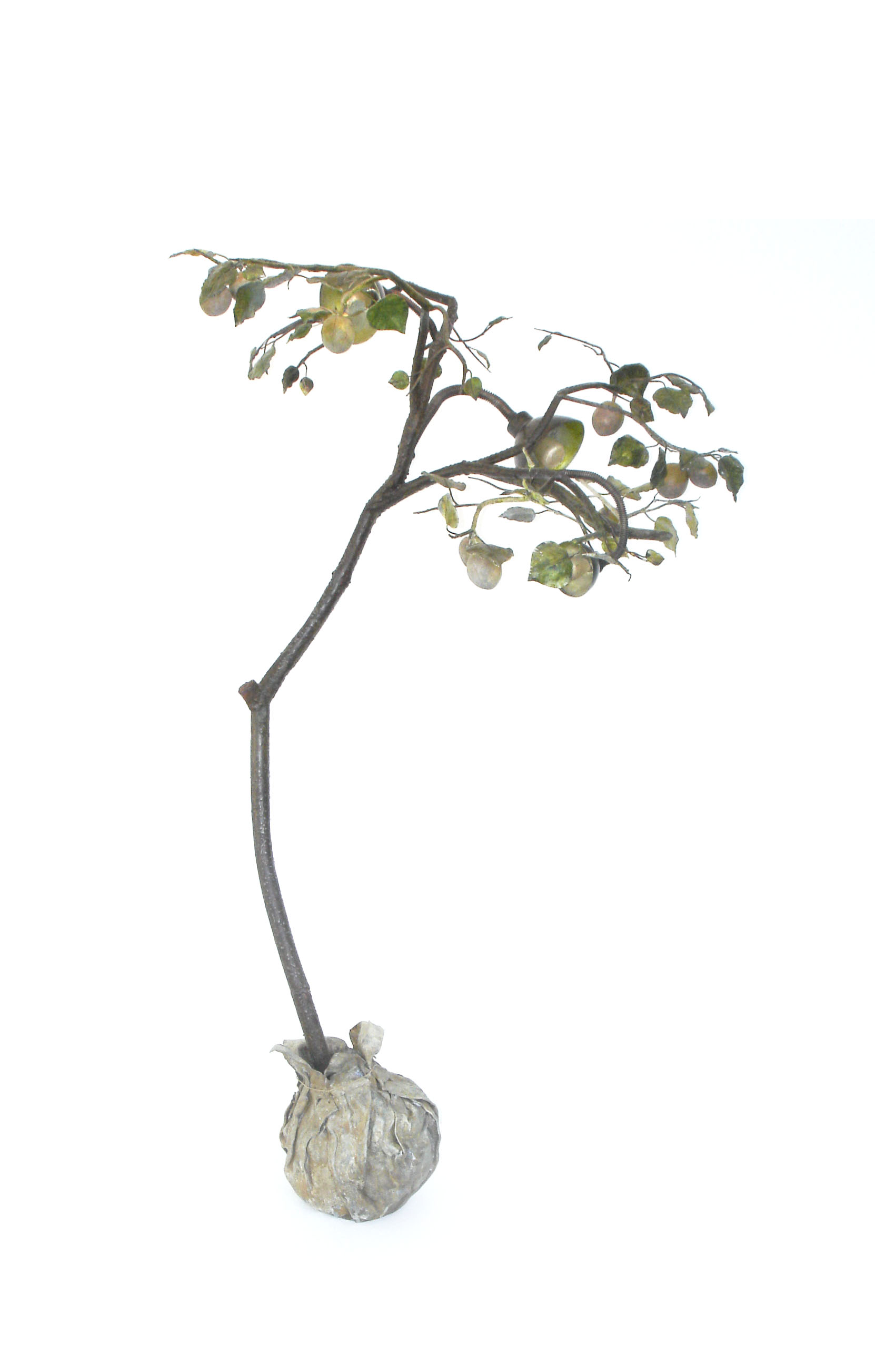 Edited_17-phototropism.jpg