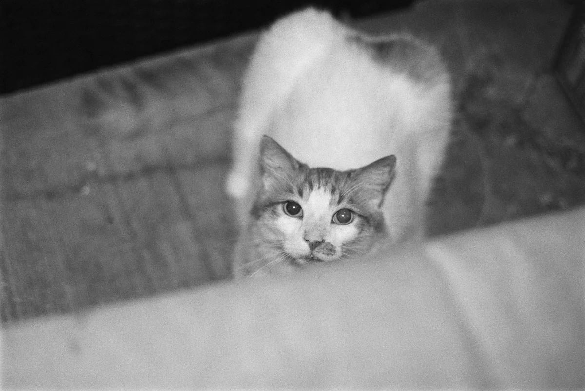 LMS_Maui_Canon300V_Tmax400_web_15-24.jpg