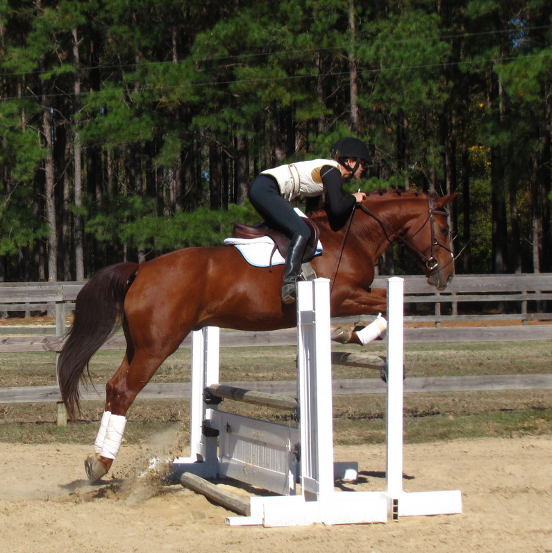 Horses For Sale — Southern Oaks Equestrian