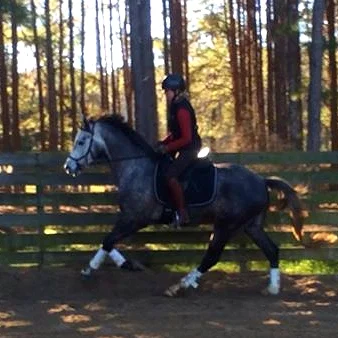 rebel canter.jpg