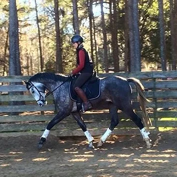 rebel saddle trot.jpg