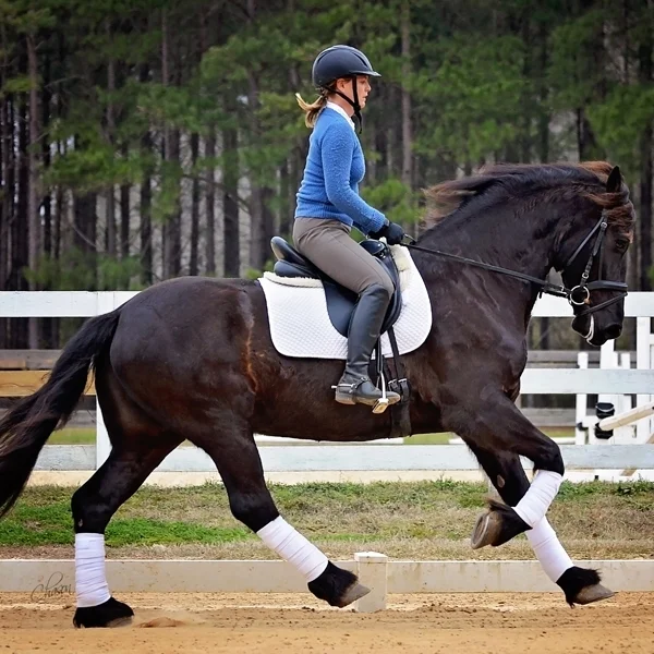 Horses For Sale — Southern Oaks Equestrian