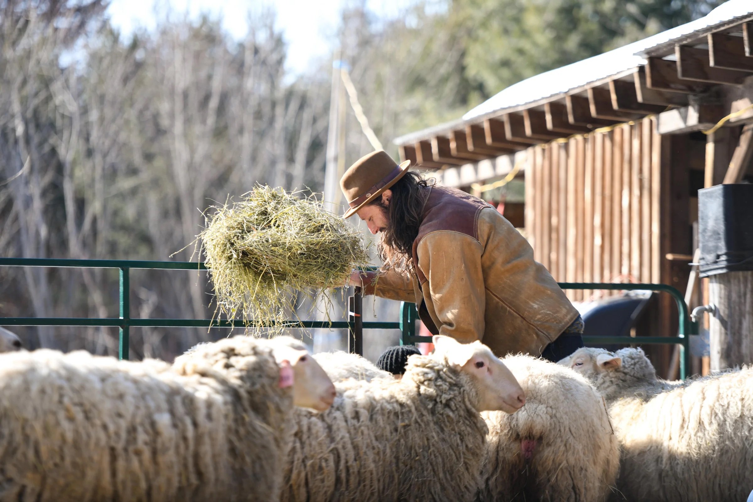 daniel sheep.jpeg