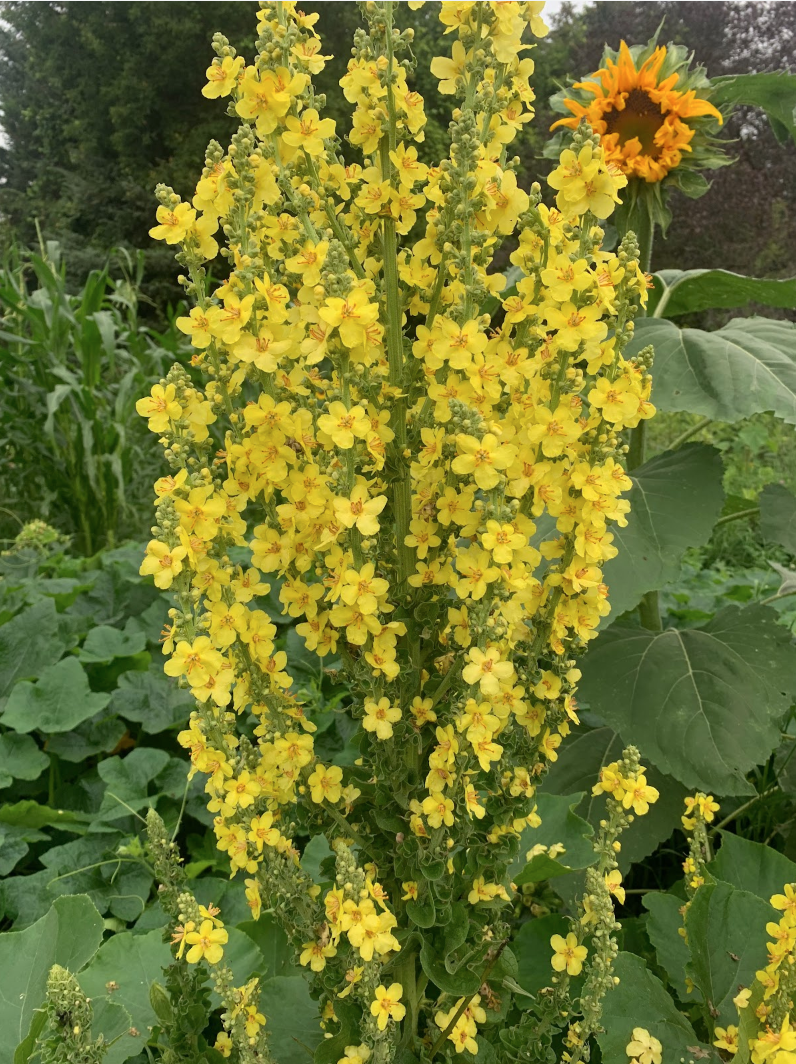 Garden Work Bee