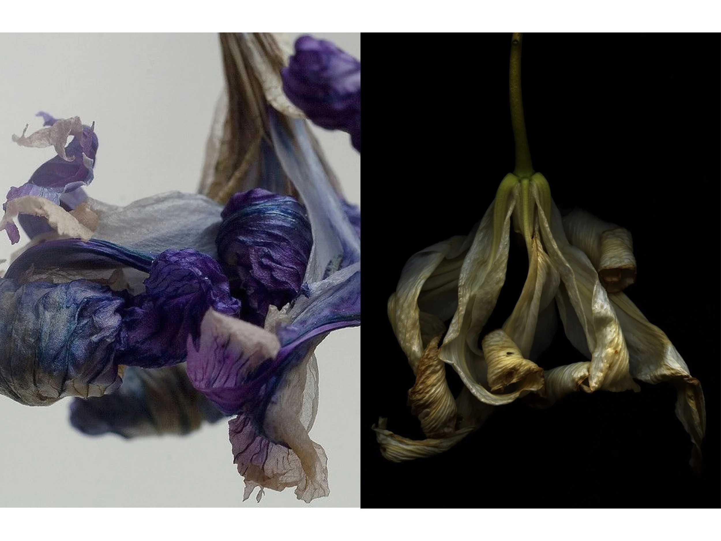 COLOR_RESEARCH21.jpg