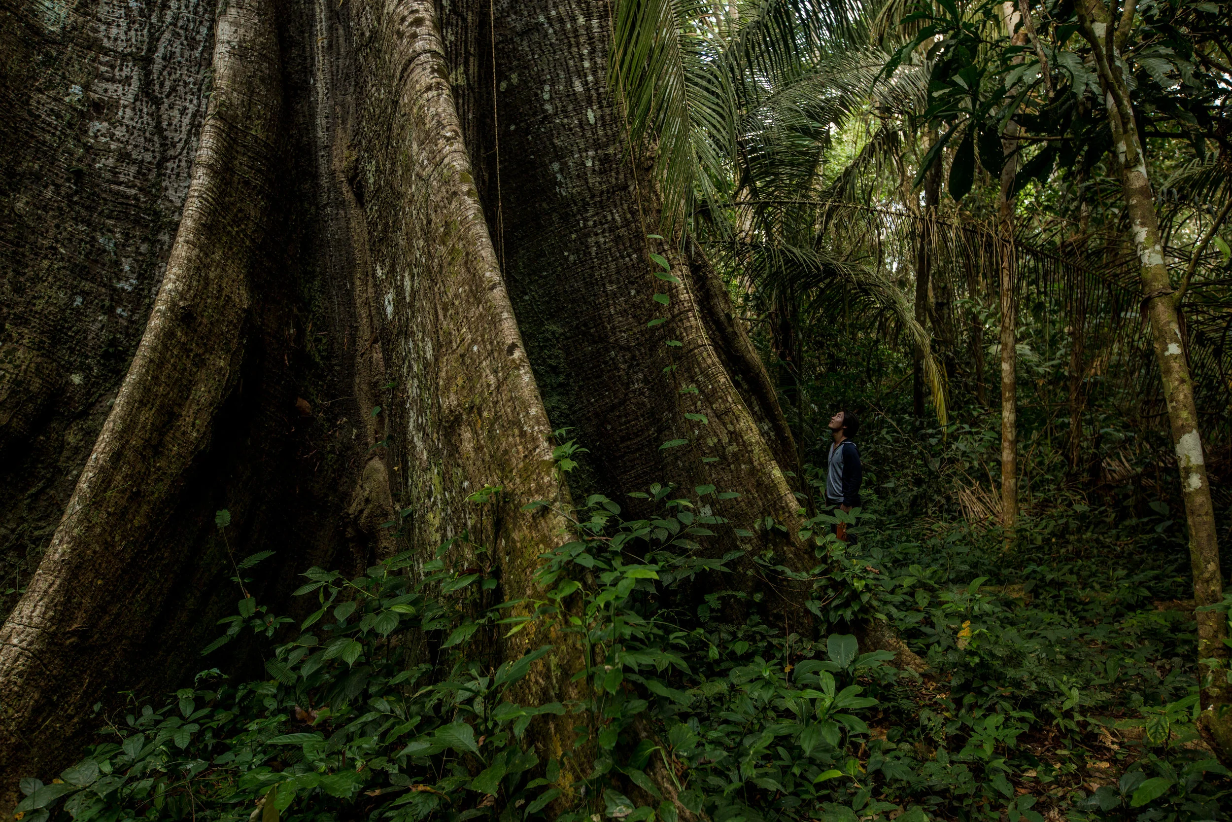 Kapok Tree.jpg