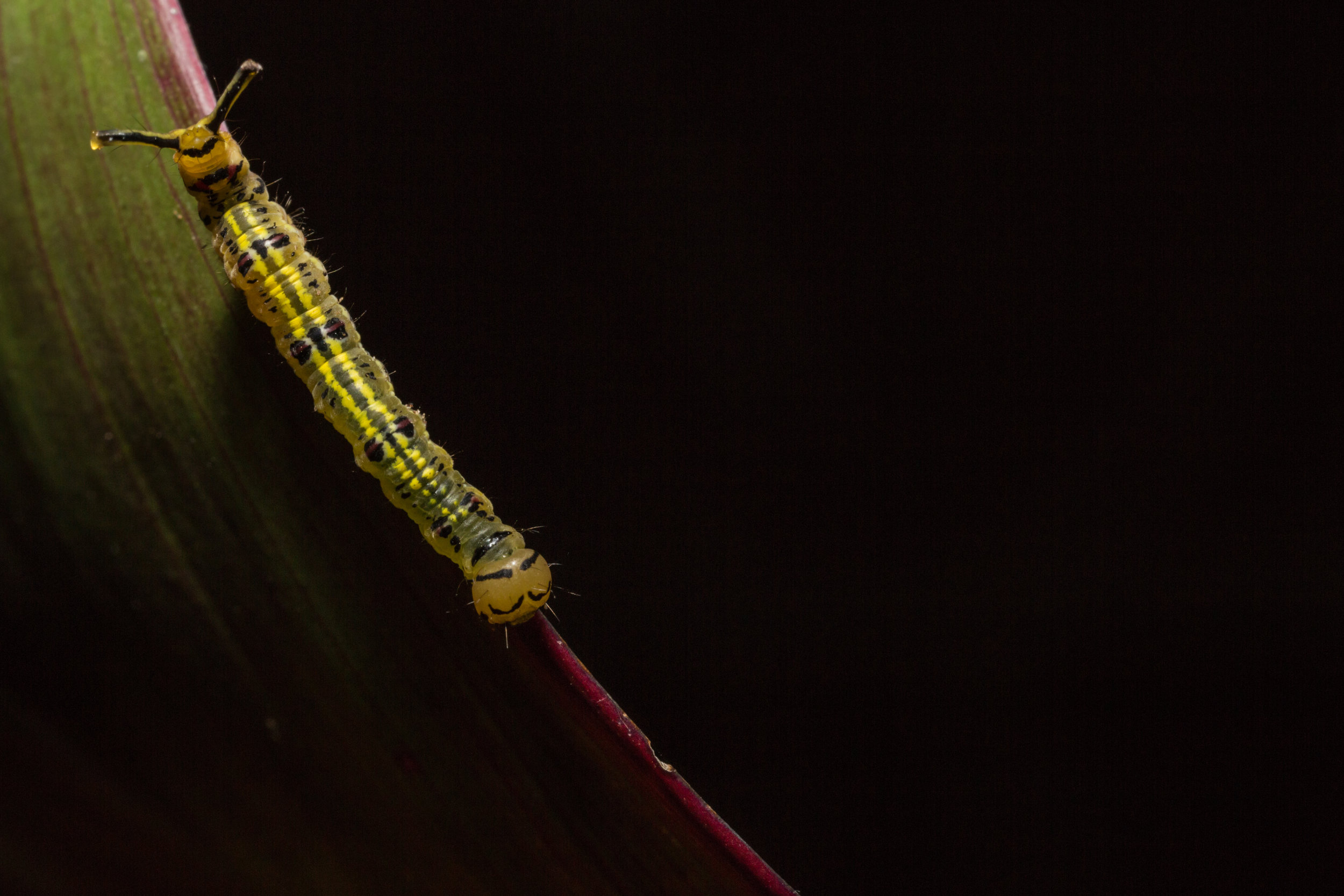 Caterpillar into the shadows_.jpg