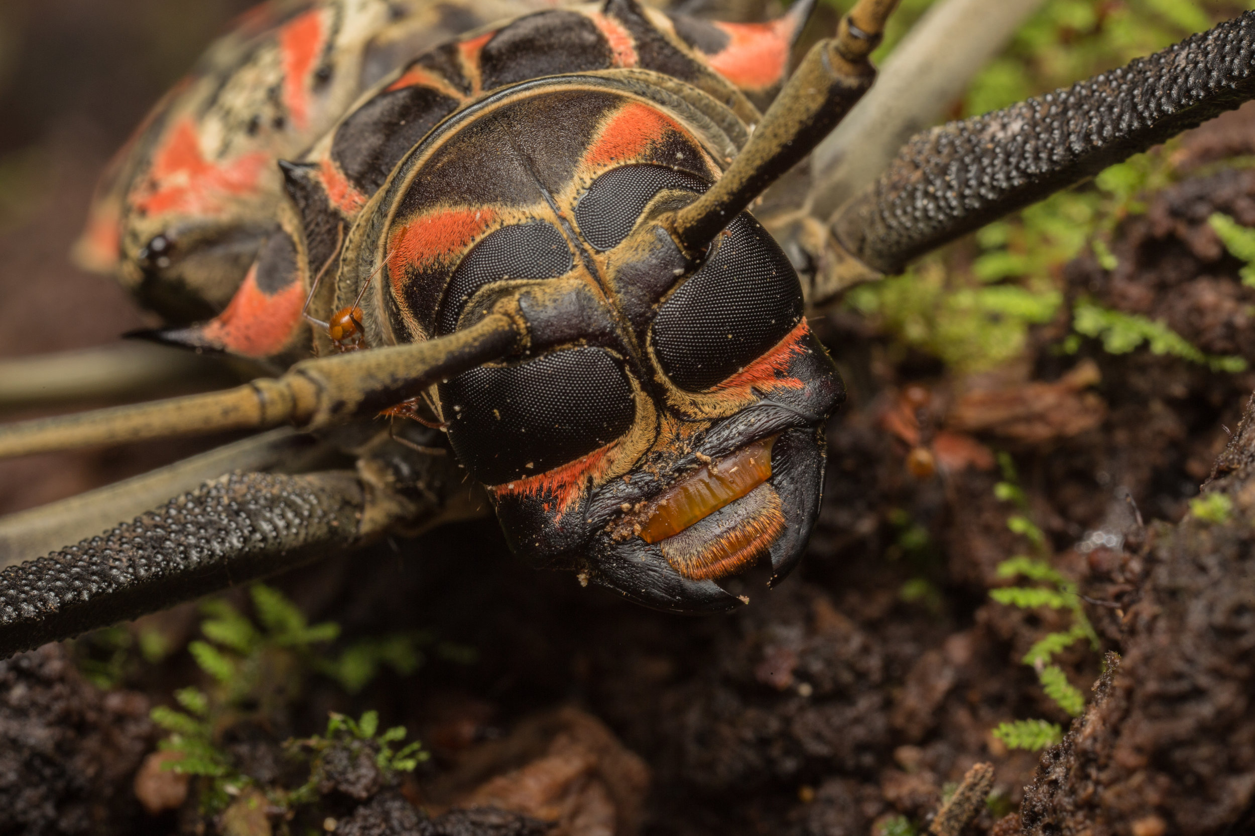 Harlequin Beetle Face Close.jpg