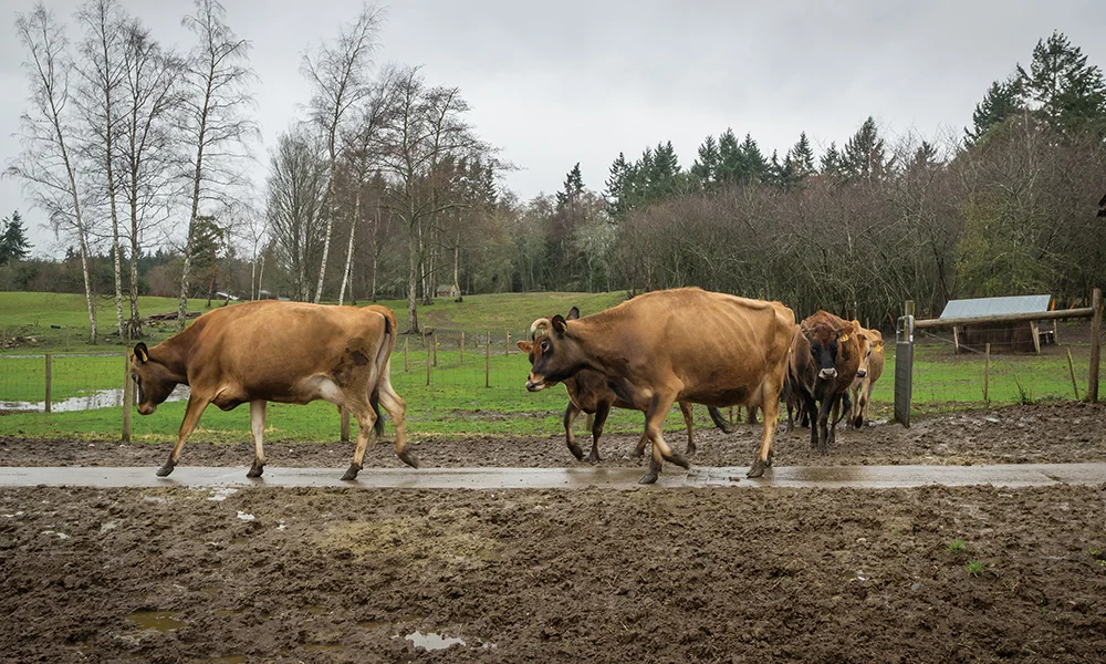 jarrybriefs_kurt_cows.jpg