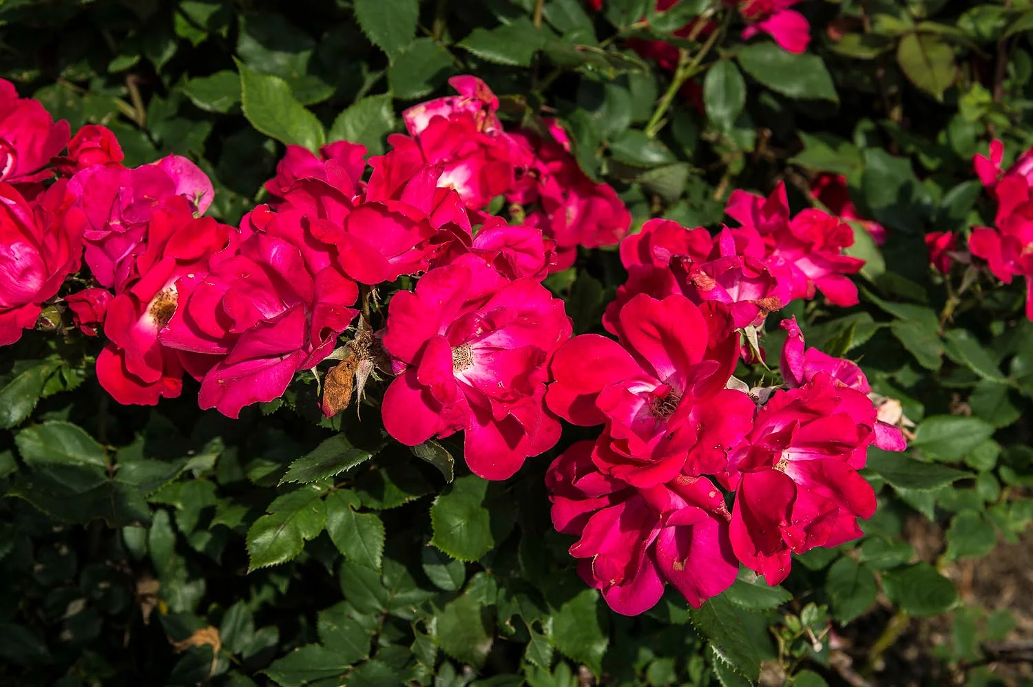 Moores garden nikon-13-2.jpg