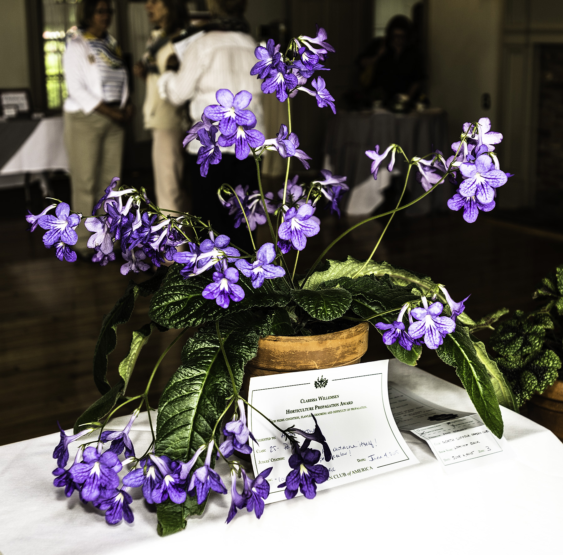 June 2015 Flower Show The North Suffolk Garden Club