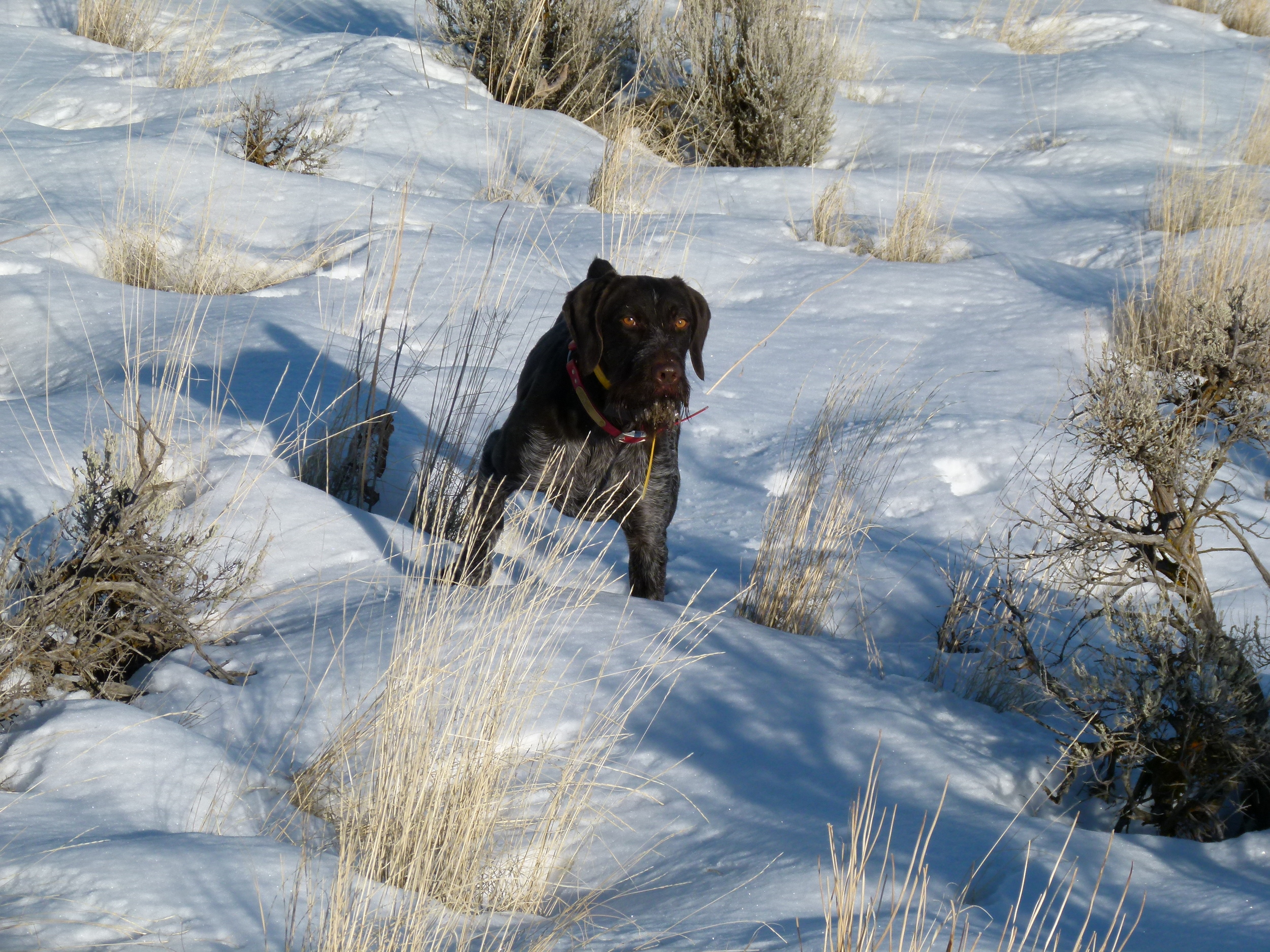 Luke Point Chukar Snow.jpg