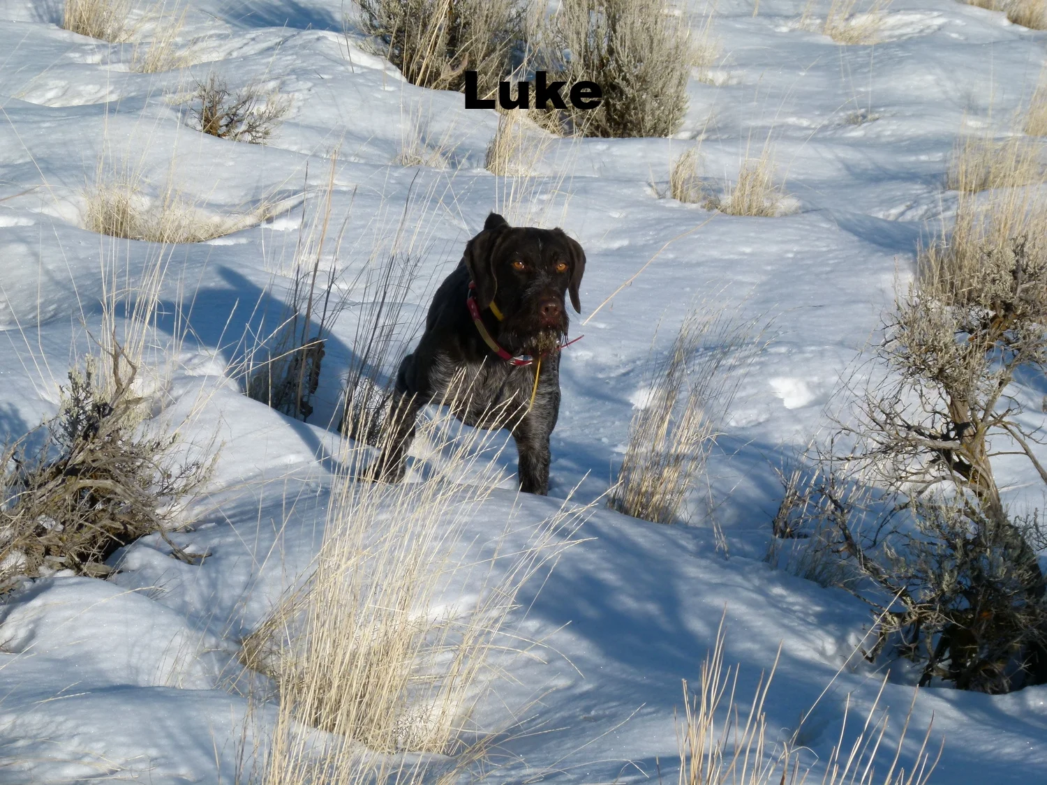 Luke Pointing a Covey of Chukar
