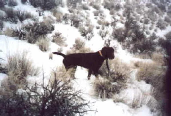 seripointinginsnow.jpg