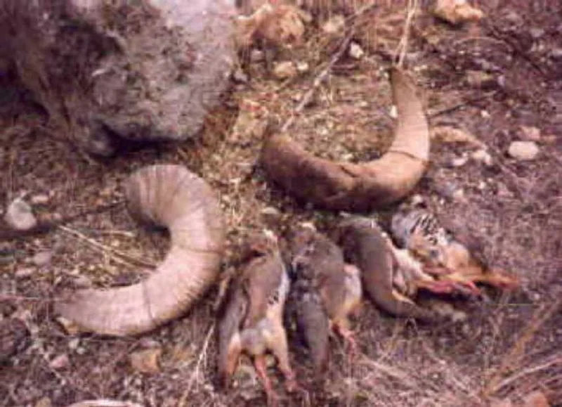 bighorn.jpg