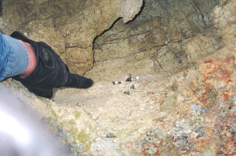 chukar_poop_1_1.jpg