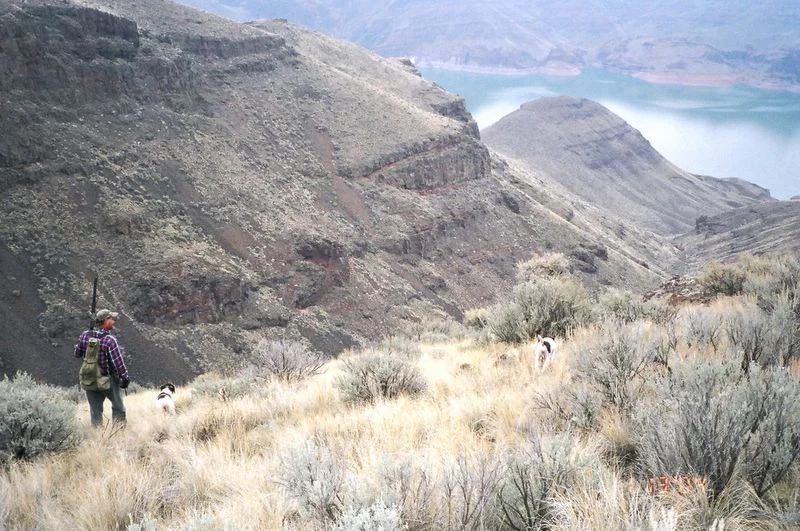 hunting_2_dogs_on_point_11_13_04_1.jpg
