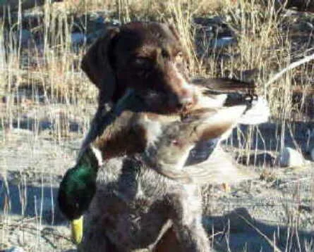 jaxduck.jpg