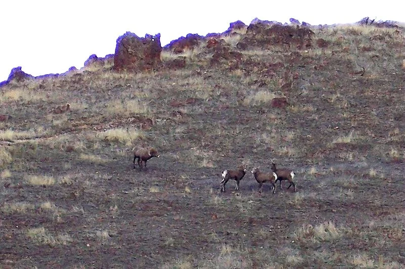 desertbighorns.jpg