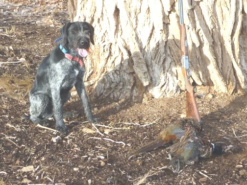 jager_firstroosters_8mnths_c.jpg