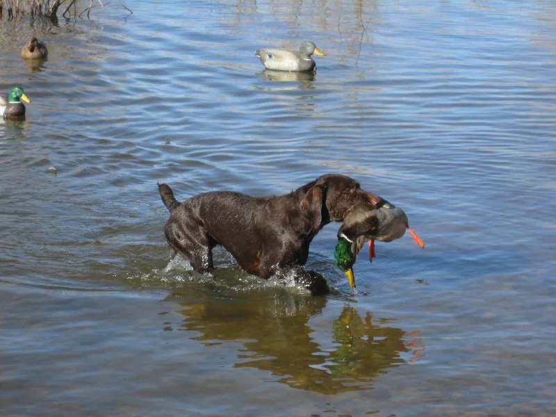 tilly__duck.jpg