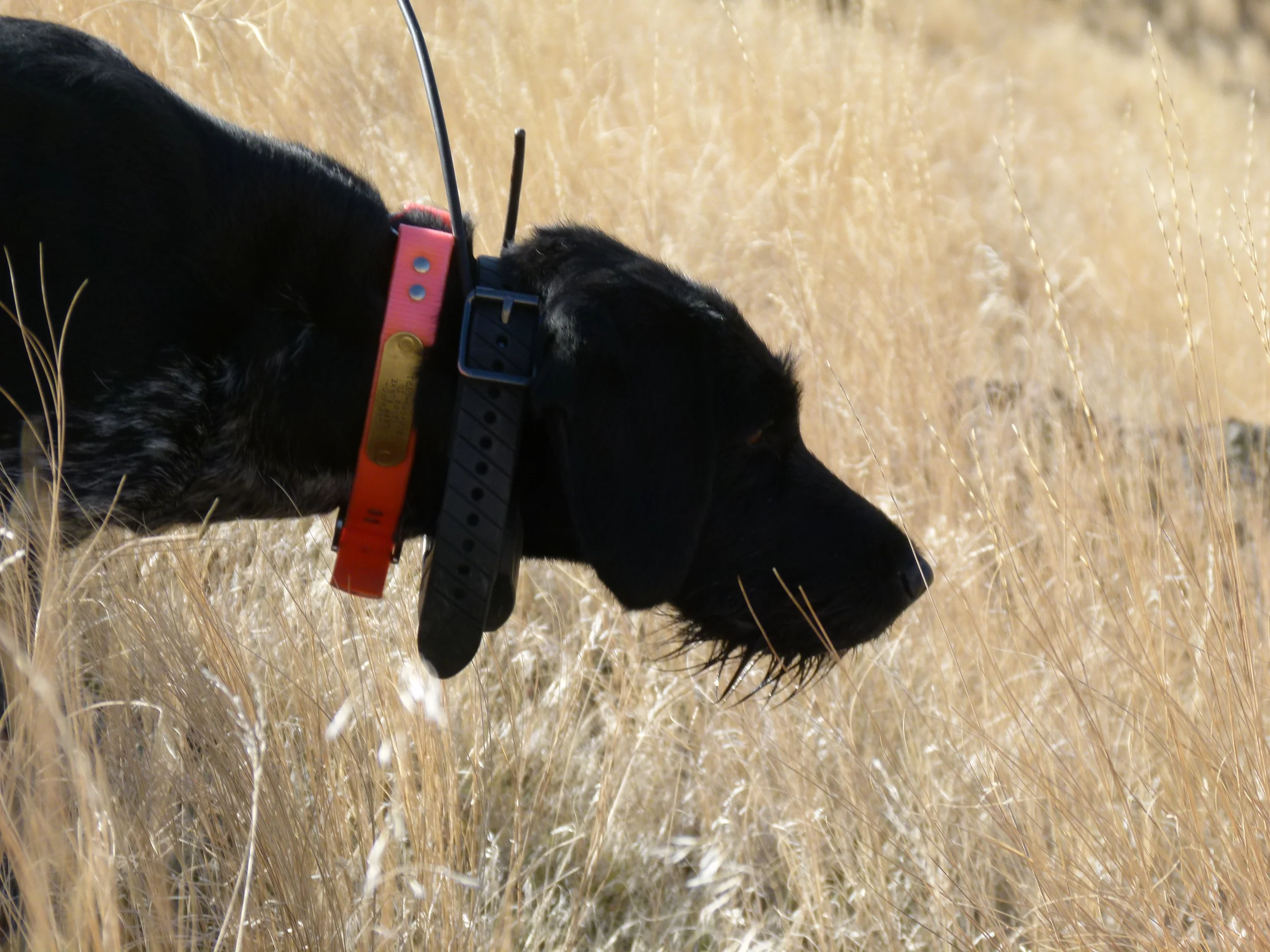 2011 Hunting Photos 014.JPG