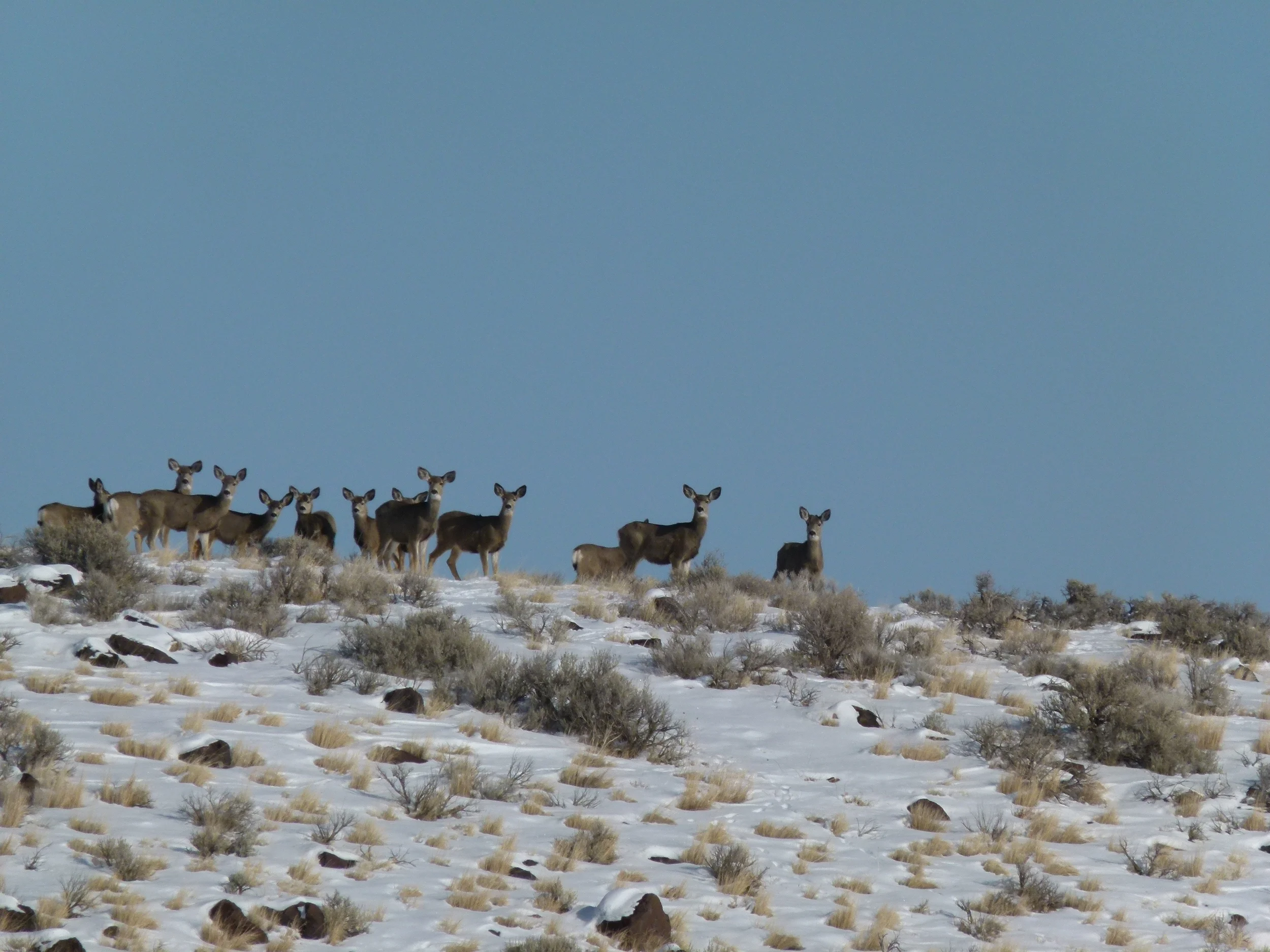 2012 Huntings 141.JPG