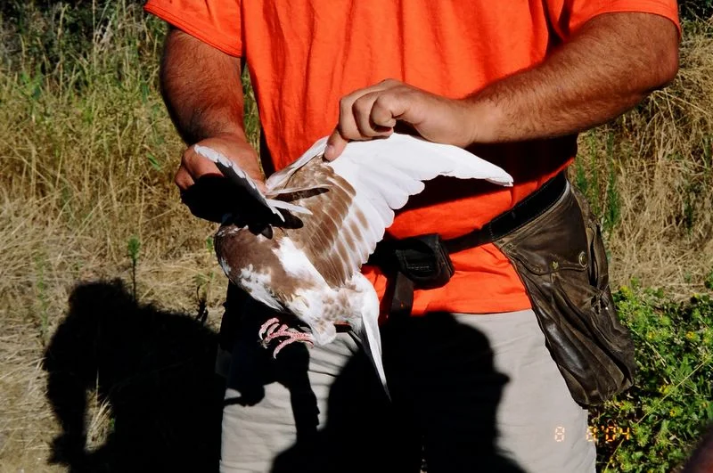 training_pigeon_2.jpg