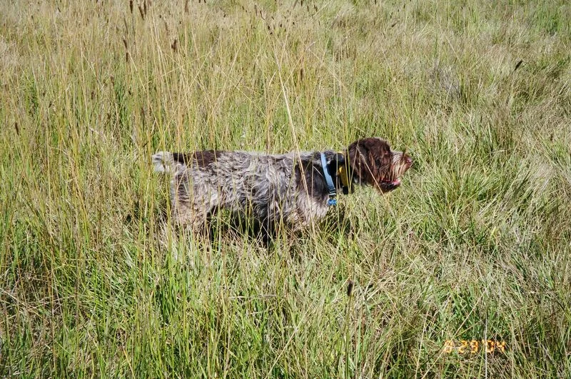 training_wirehair_point_1.jpg