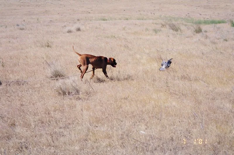training_visla_3.jpg
