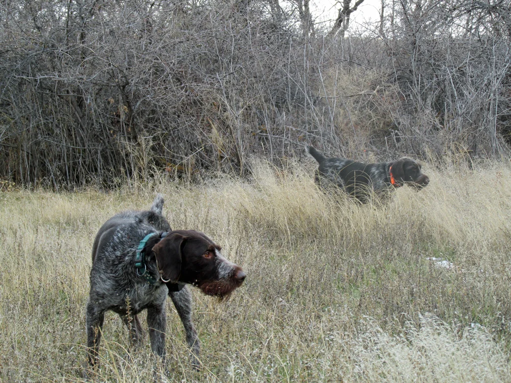 Blaze..Xena 12.14 02.JPG