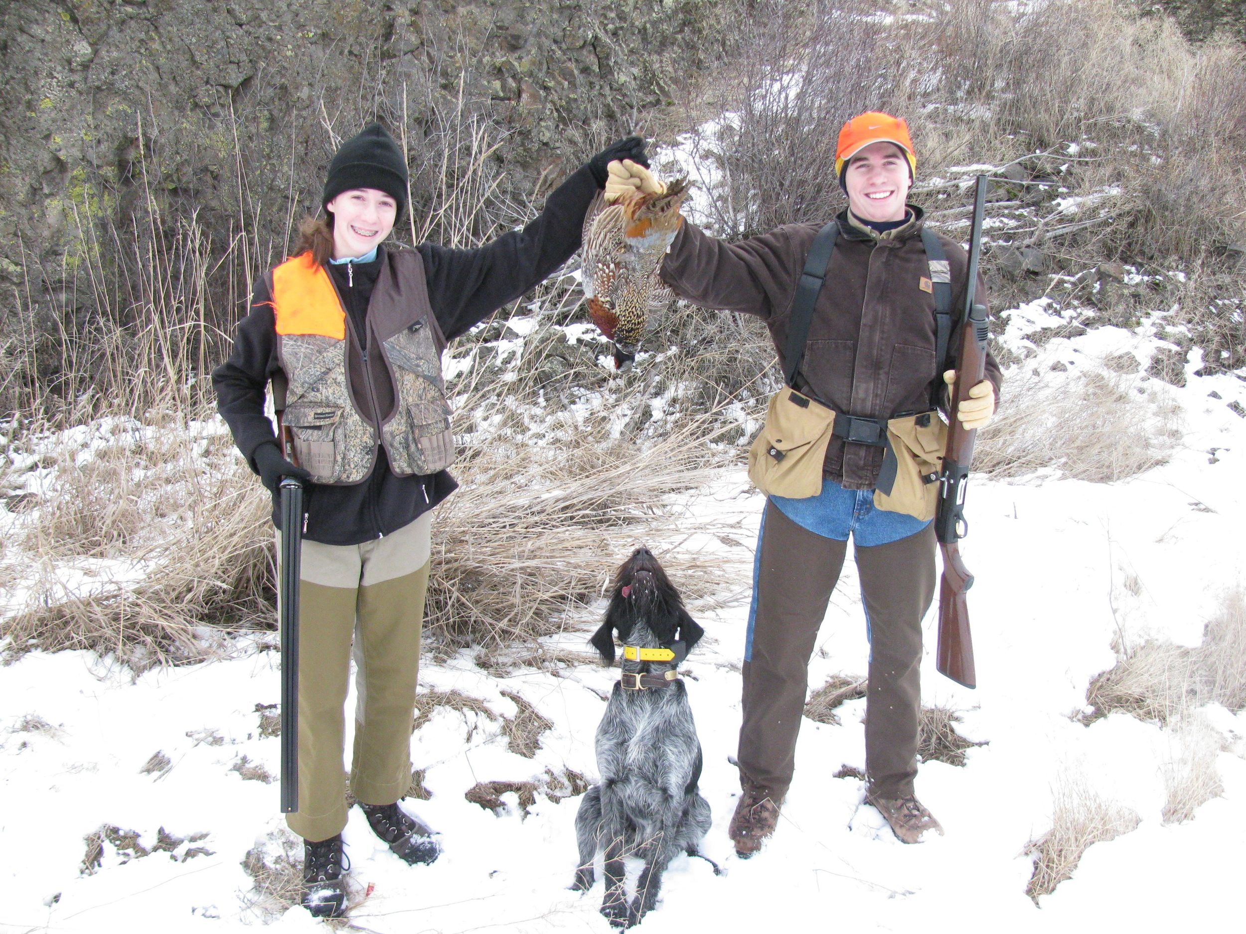 German Wirehaired Pointer Picture