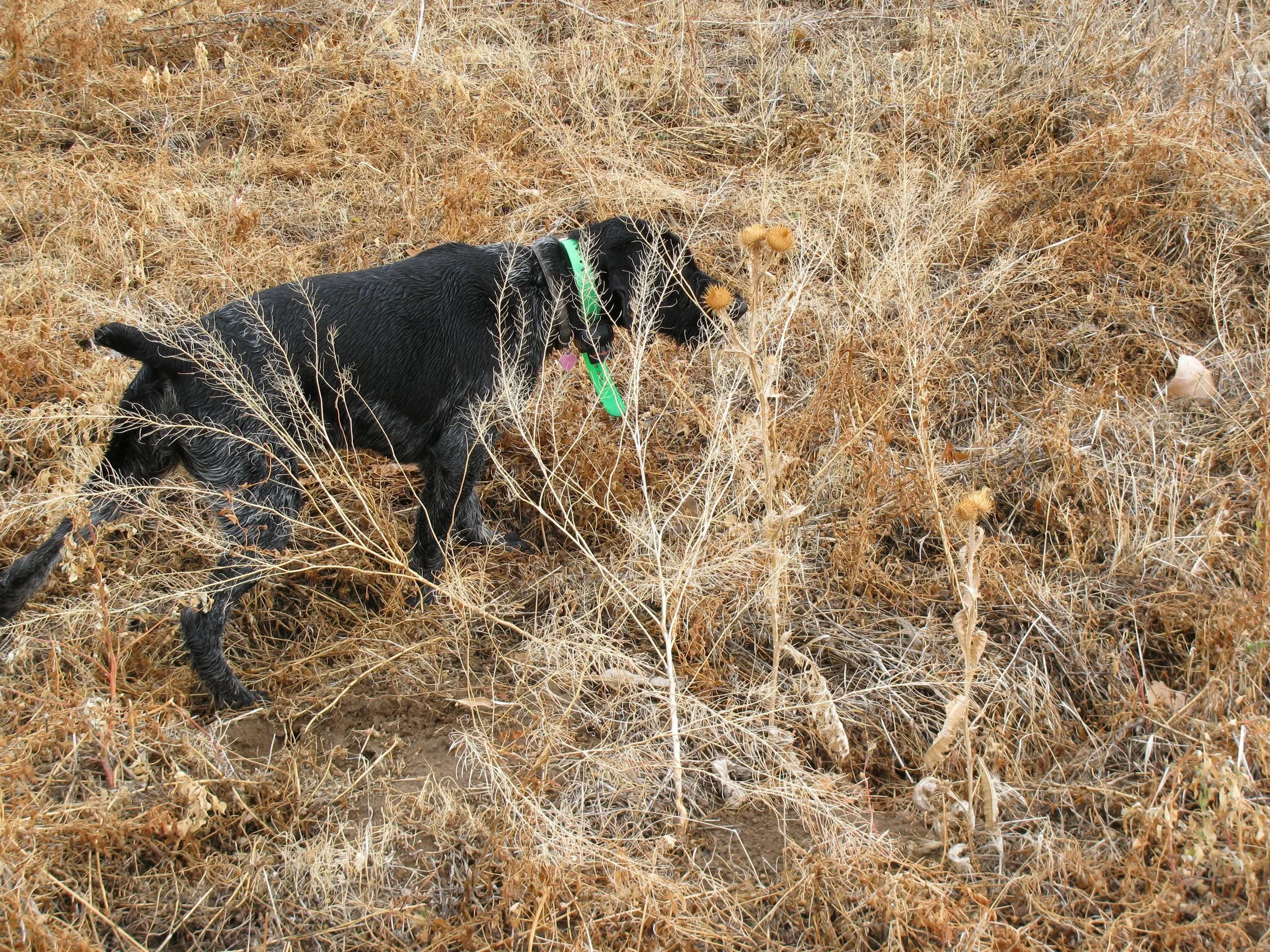 German Wirehaired Pointer Picture