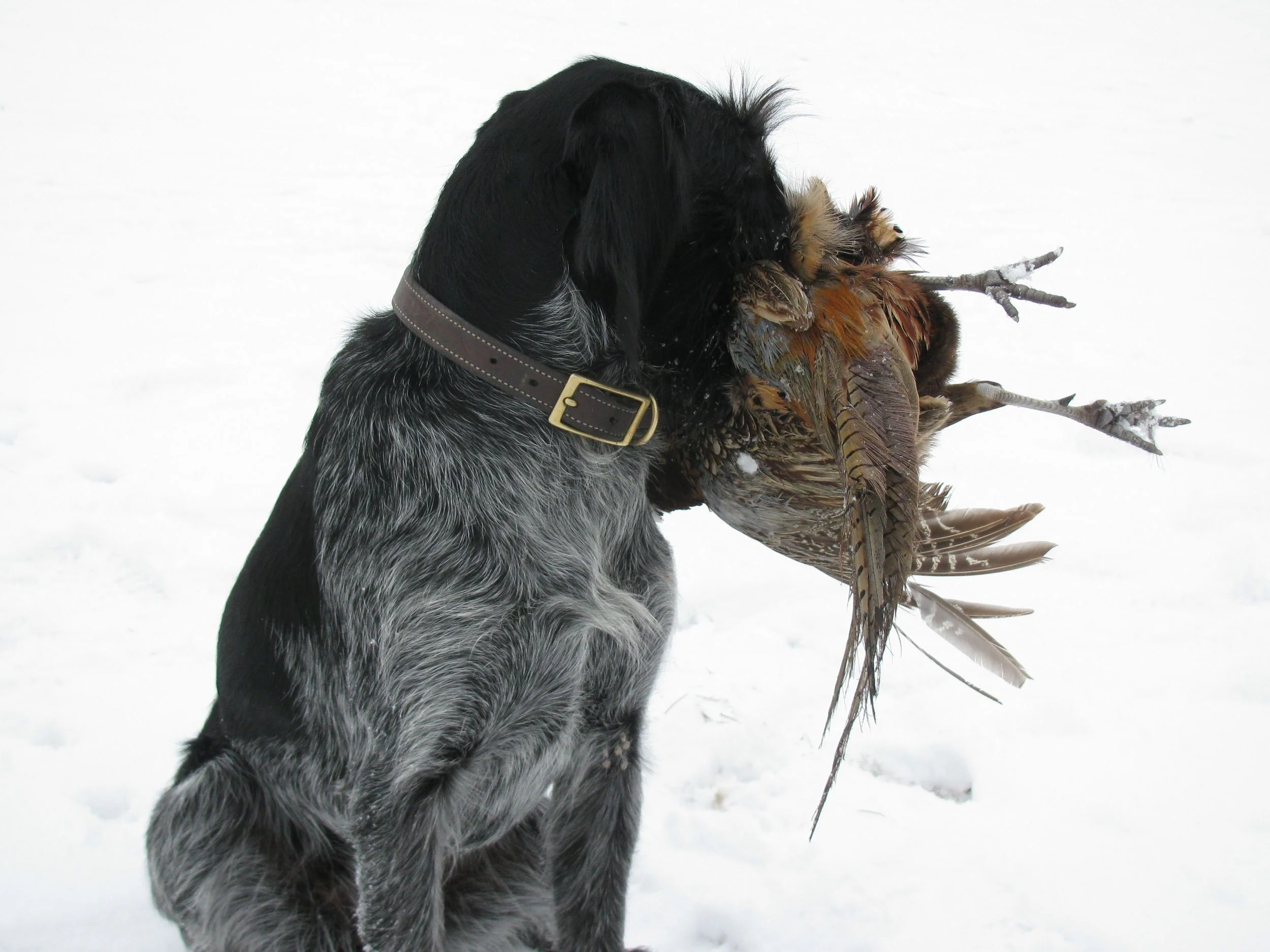 German Wirehaired Pointer Picture
