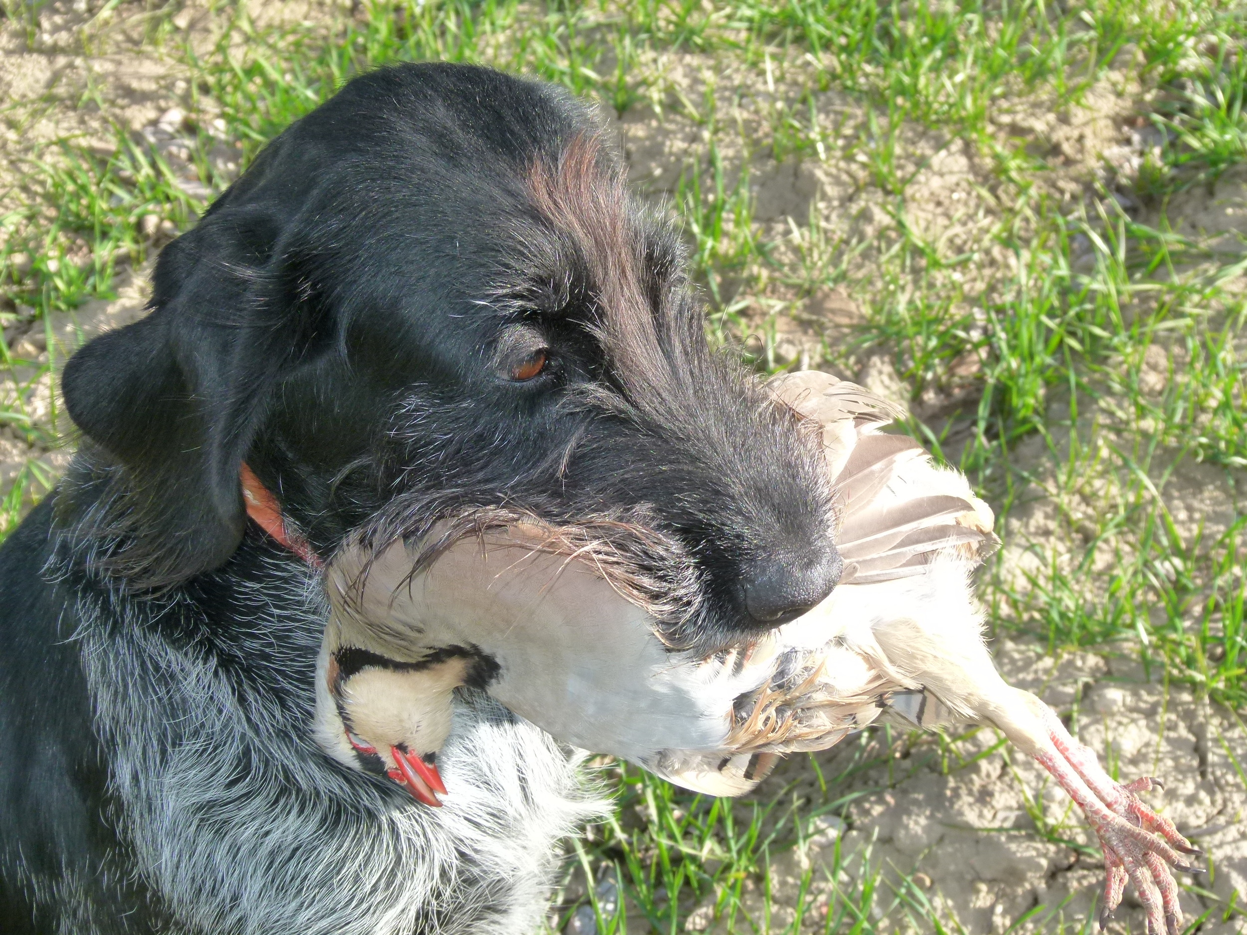 German Wirehaired Pointer Picture