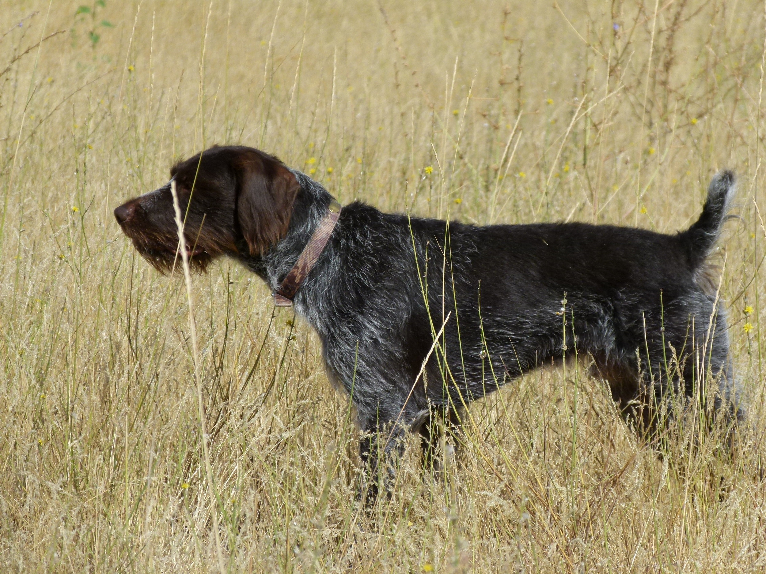 German Wirehaired Pointer Picture