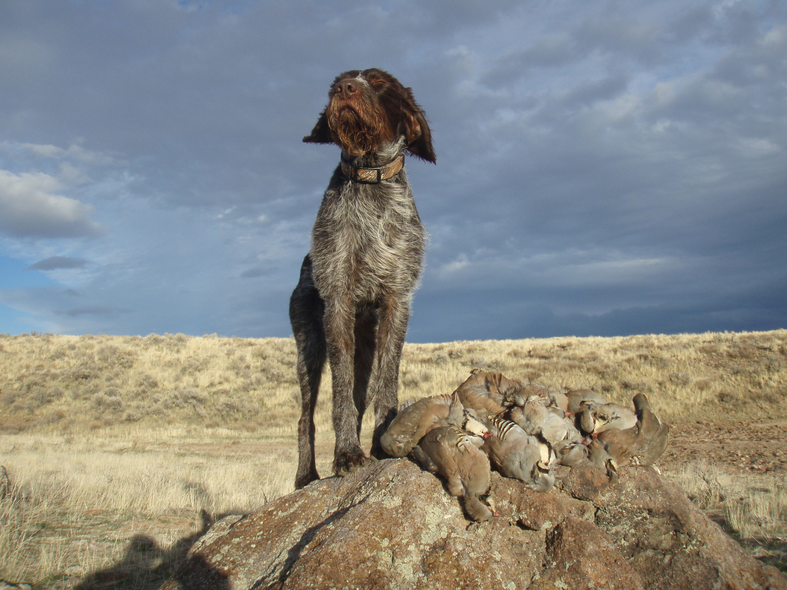 German Wirehaired Pointer Picture