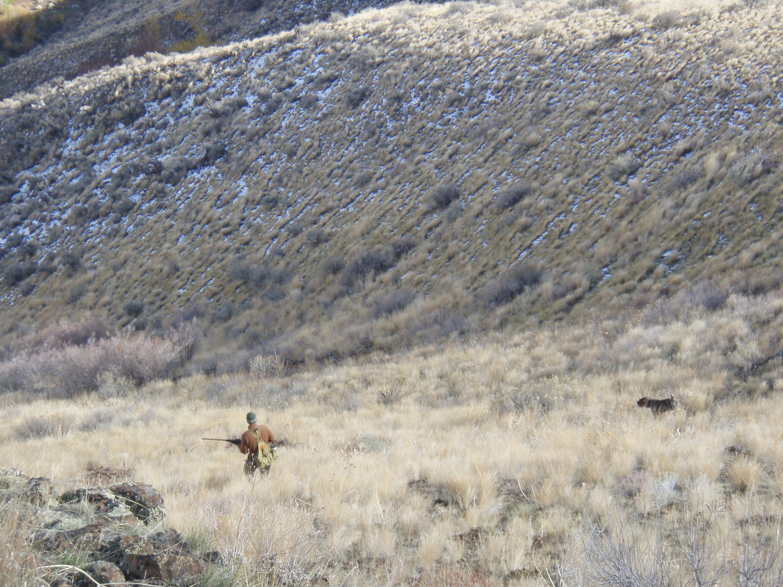 German Wirehaired Pointer Picture