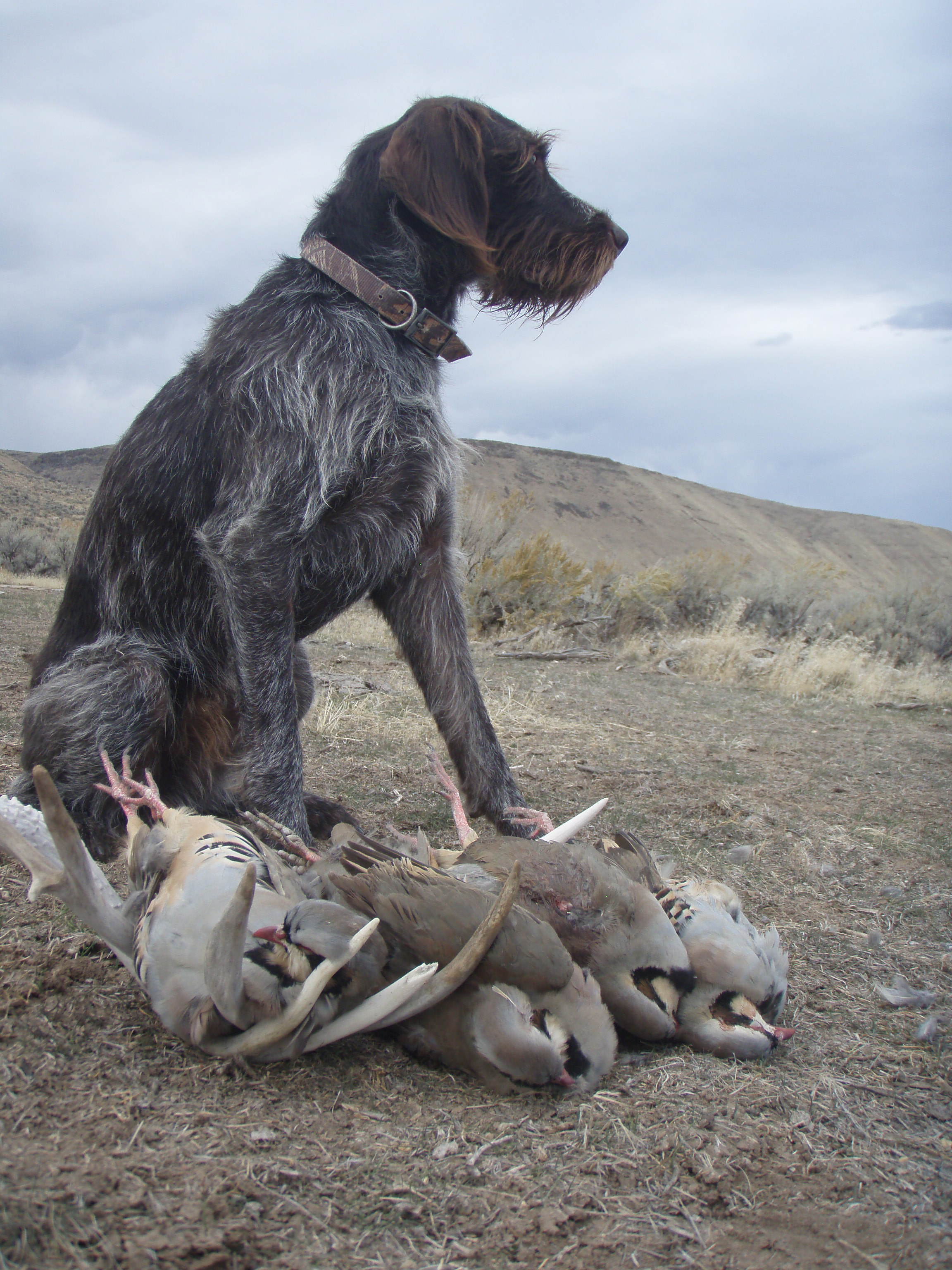 German Wirehaired Pointer Picture