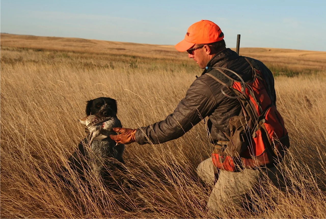 German Wirehaired Pointer Picture