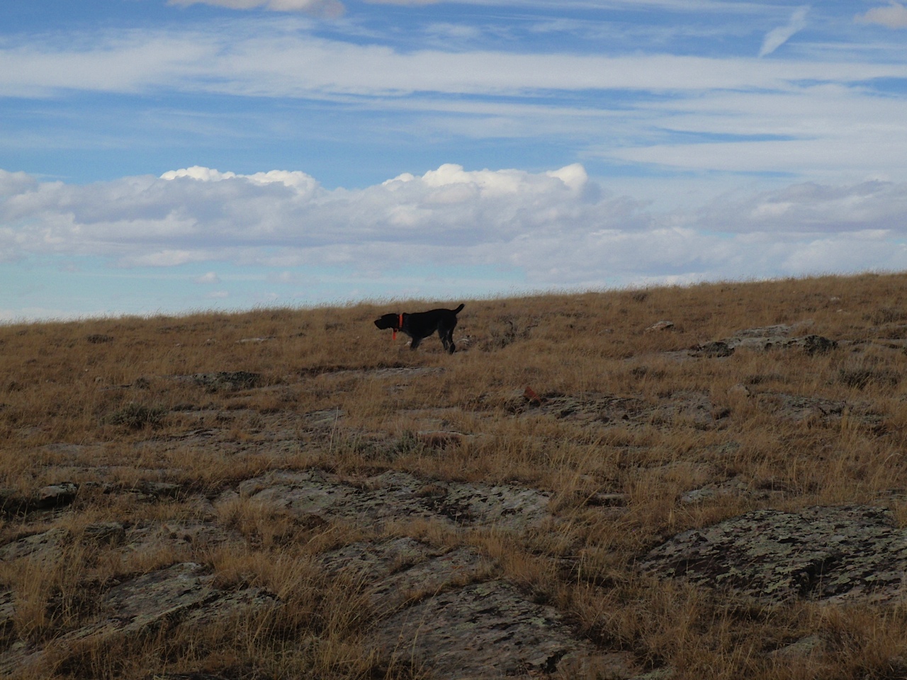 German Wirehaired Pointer Picture