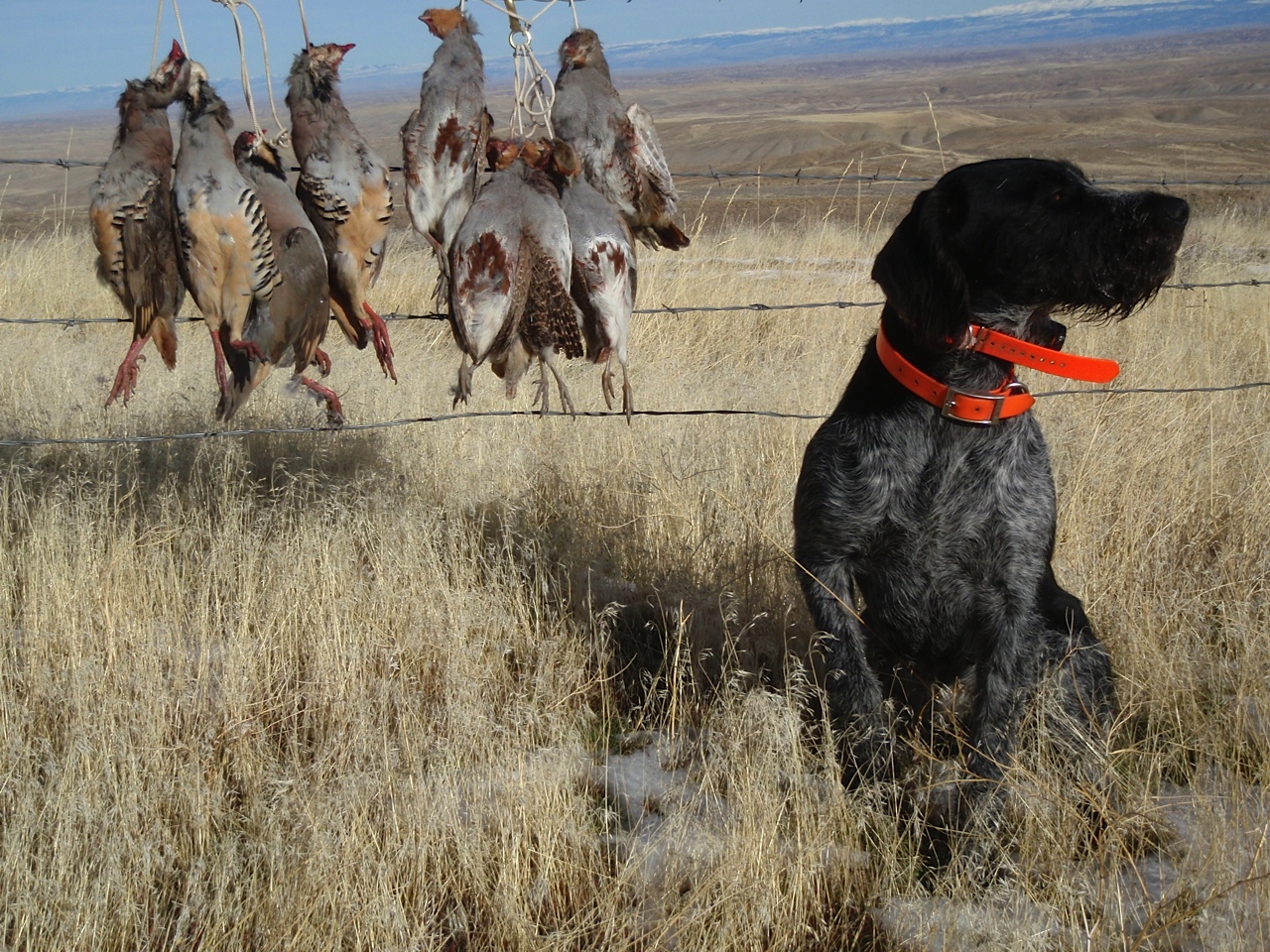 German Wirehaired Pointer Picture