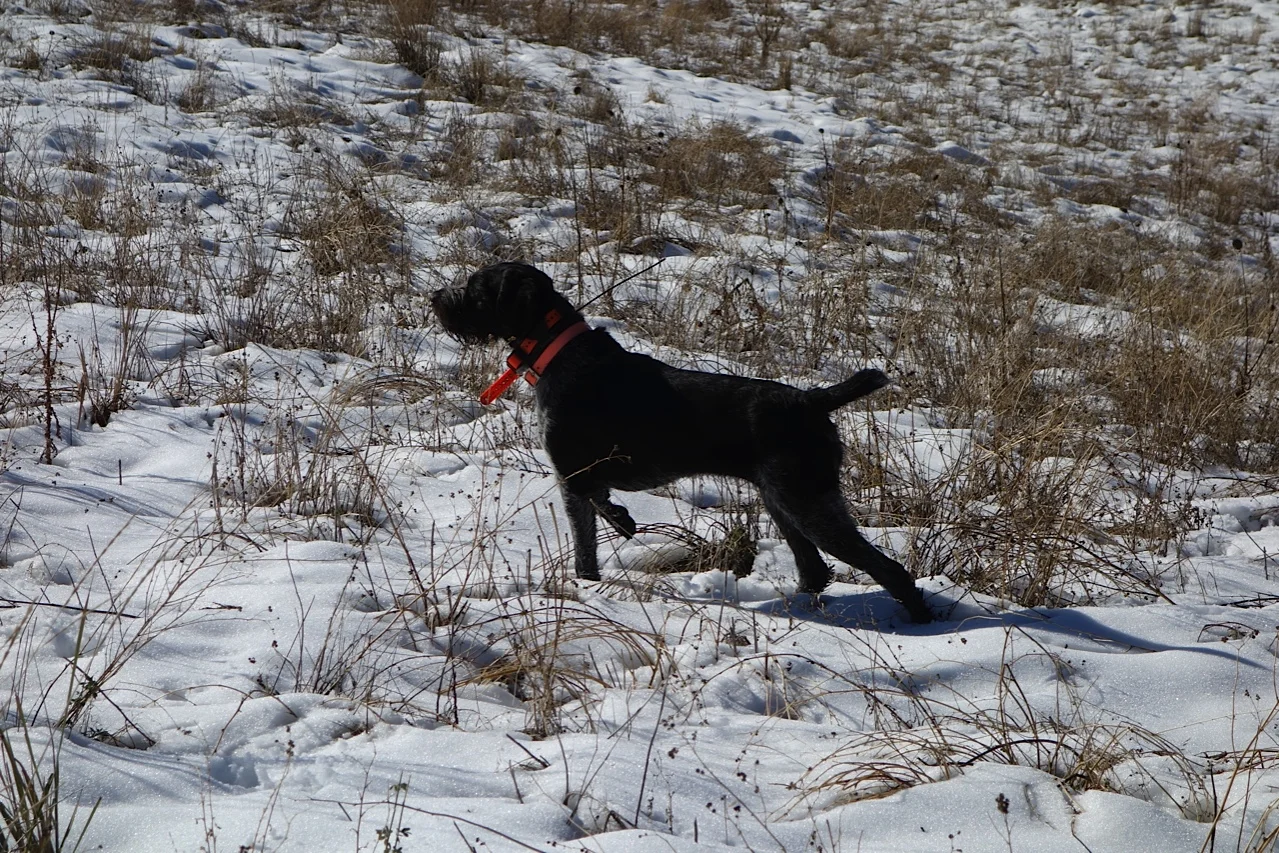German Wirehaired Pointer Picture