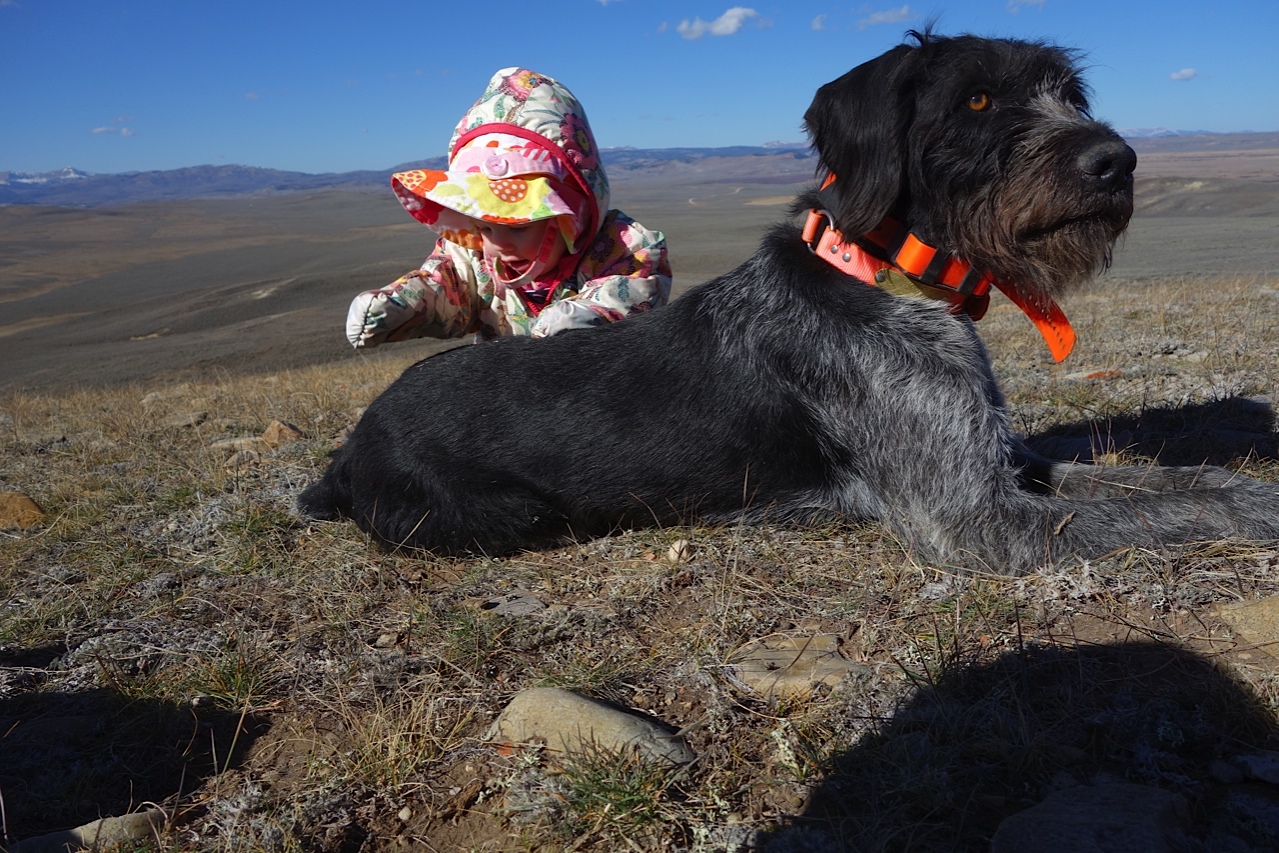 German Wirehaired Pointer Picture