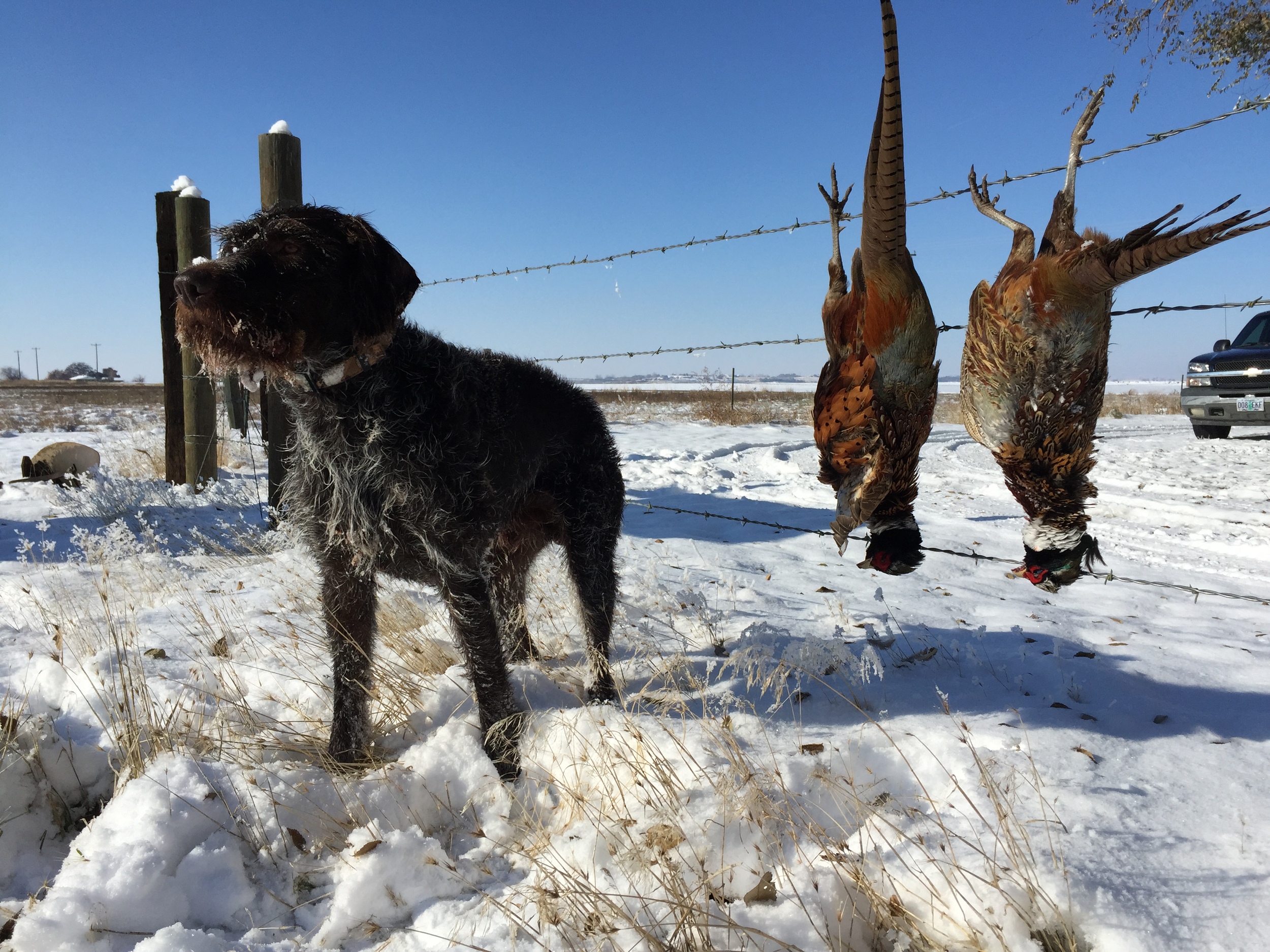 German Wirehaired Pointer Picture