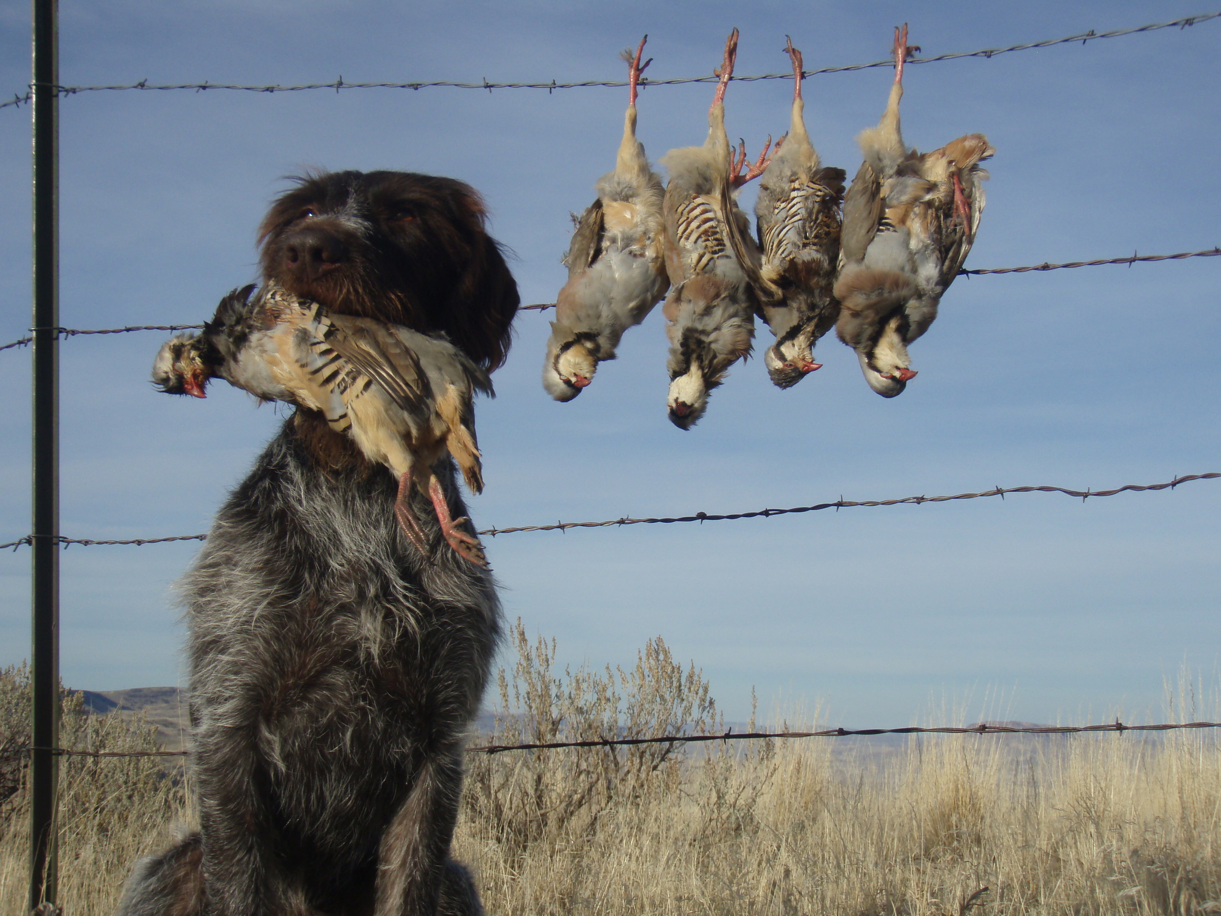 German Wirehaired Pointer Picture