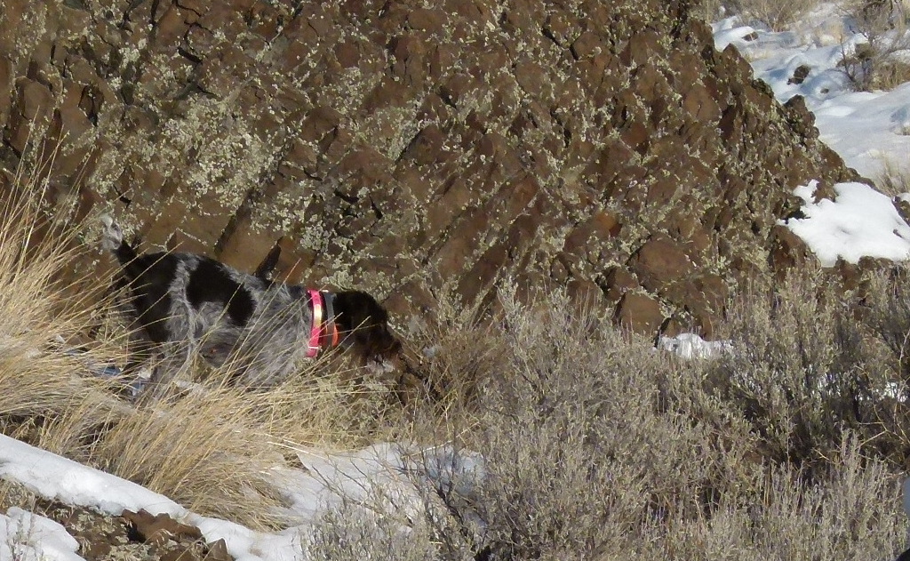 German Wirehaired Pointer Picture