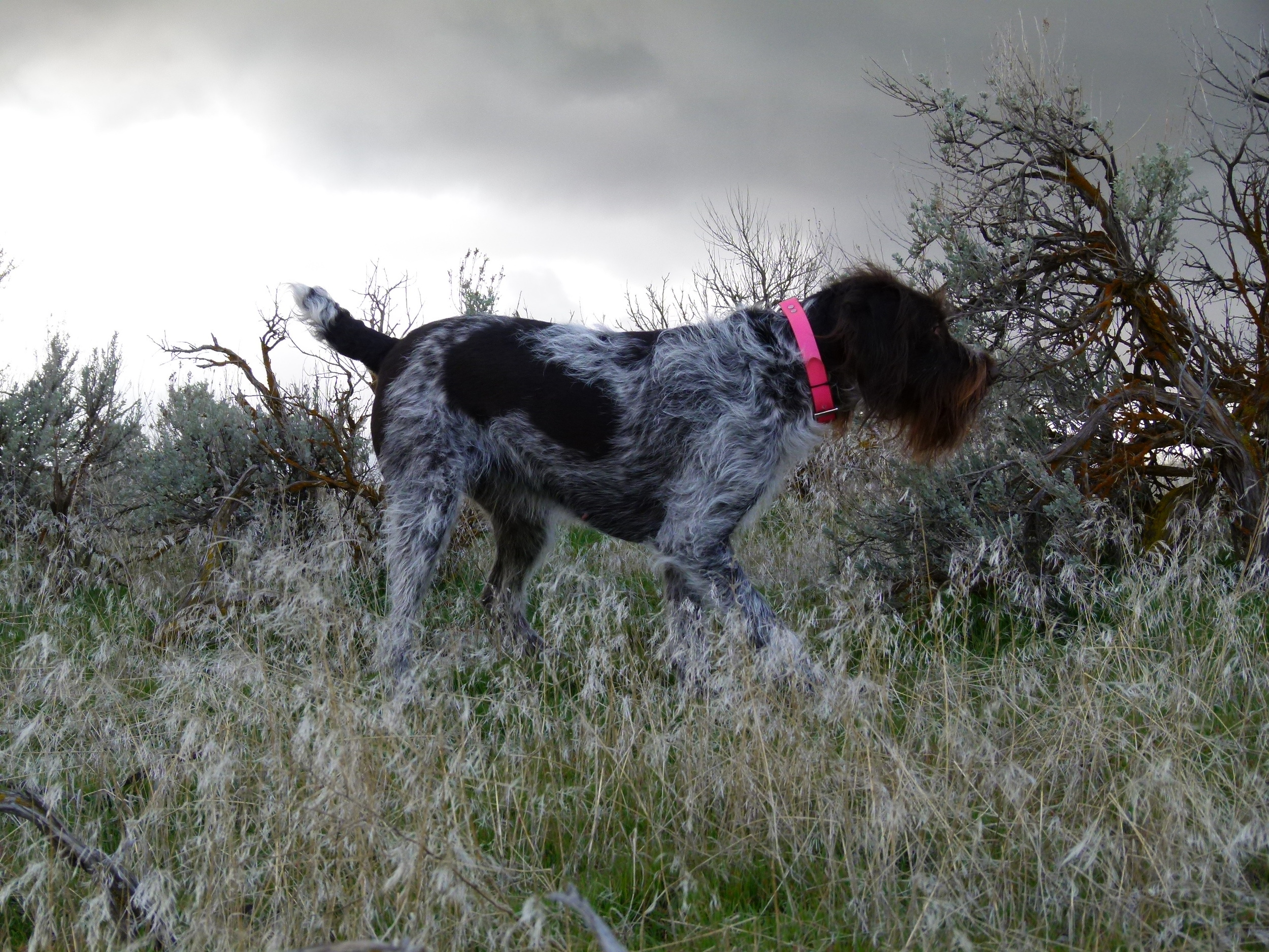 German Wirehaired Pointer Picture