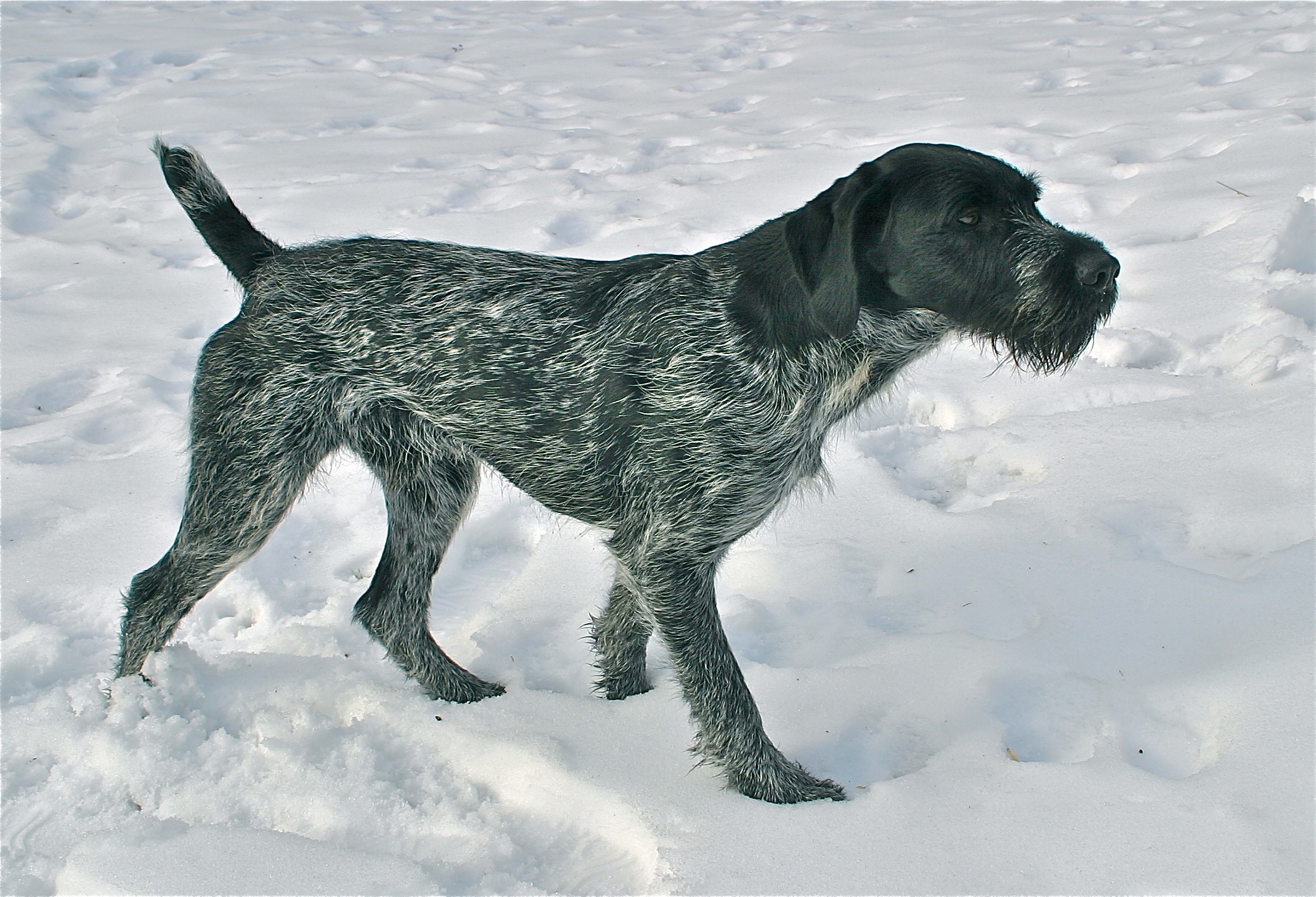 German Wirehaired Pointer Picture